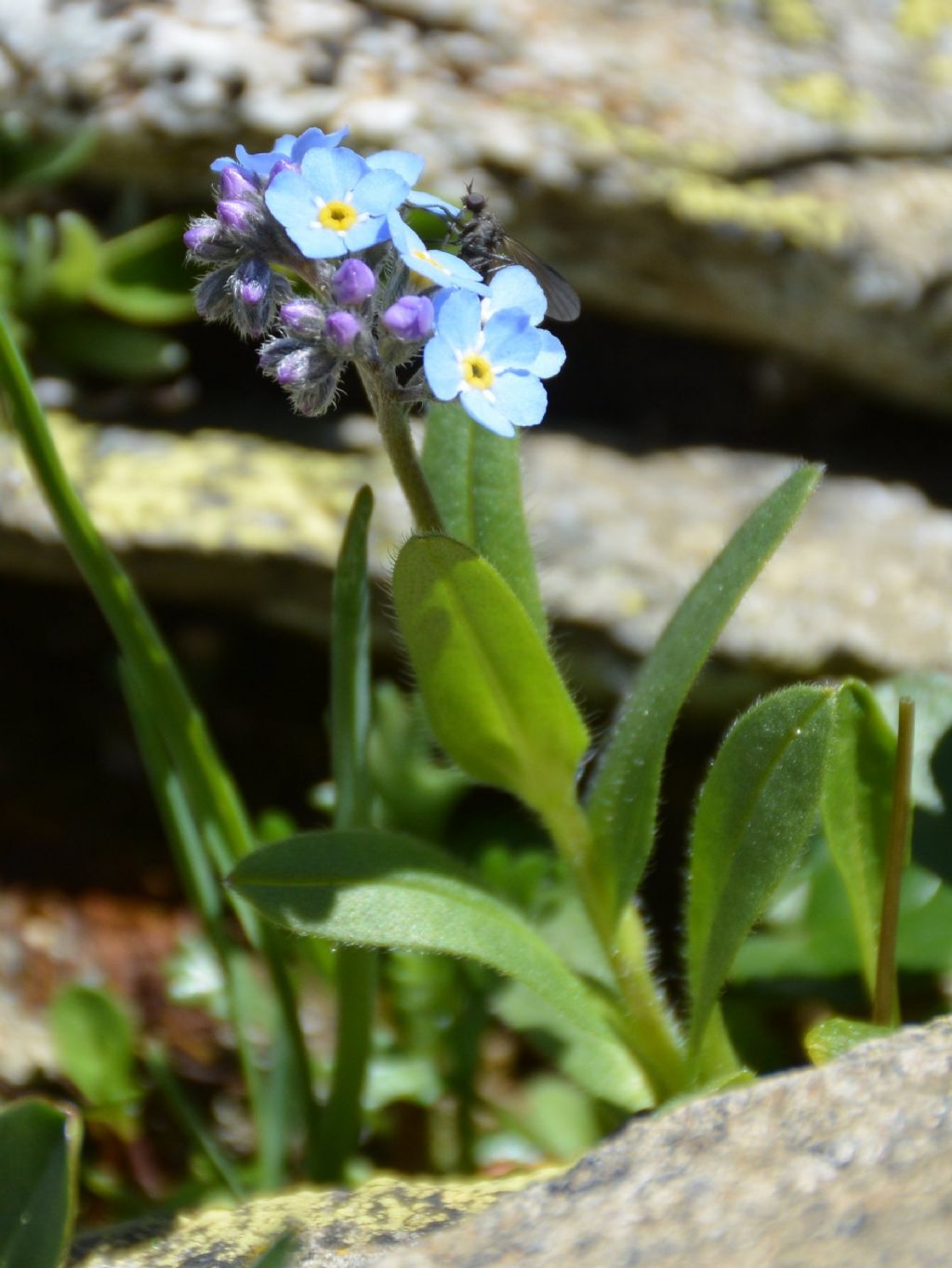 Myosotis alpestris ?